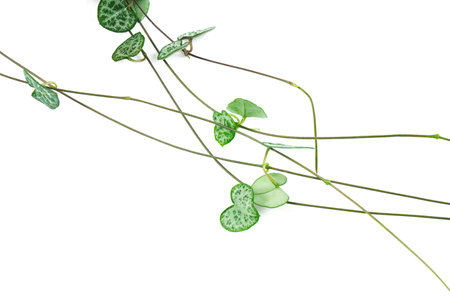 Ceropegia plant isolated on white background. Exotic plant close up.の写真素材