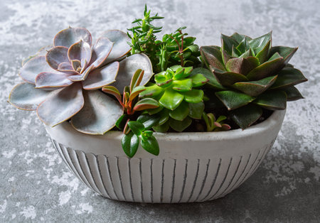 Beautiful succulent garden. Echeveria, pearl string, aeonium and other succulent plants. Stone background.の写真素材