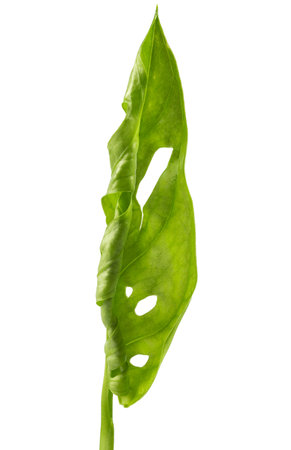 Monstera adansonii leaf unfolds, isolated on white backgroundの写真素材