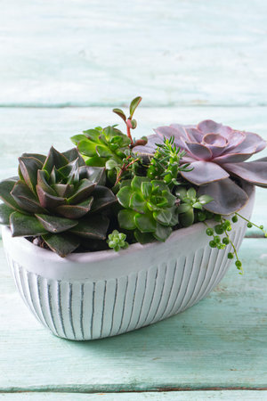 Beautiful succulent garden. Echeveria, pearl string, aeonium and other succulent plants. Turquoise wooden surface.の写真素材