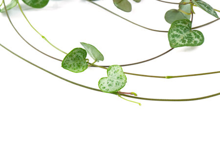 Ceropegia plant isolated on white background. Exotic plant close up.の写真素材