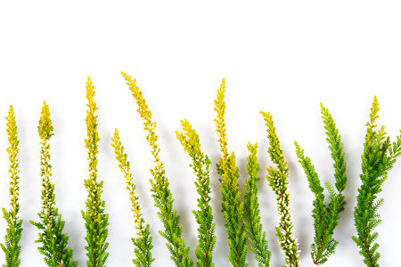 Blooming colorful heather flowers (calluna vulgaris L.) isolated on white background.の写真素材