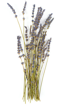 dried lavender isolated on white background, top viewの写真素材