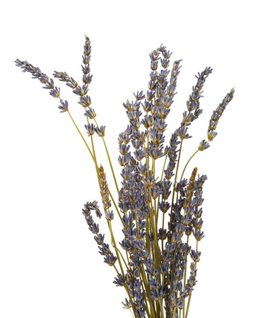 dried lavender isolated on white backgroundの写真素材