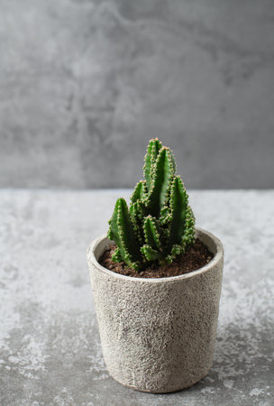 cactus in a stone pot on stone surfaceの写真素材