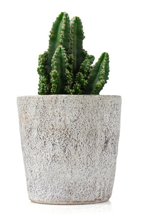 cactus in a stone pot isolated on white backgroundの写真素材