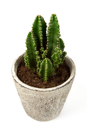 cactus in a stone pot isolated on white backgroundの写真素材
