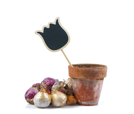 Tulip and hyacinth bulbs, textured ceramic  pot isolated on white background.の写真素材