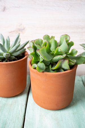variety of succulent plants on turquoise wooden surface. Empty space for your text.の写真素材