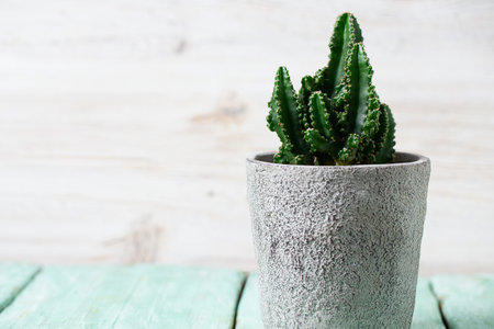 cactus in a stone pot on turquoise wooden surfaceの写真素材