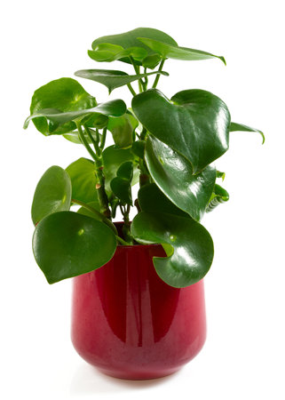 Green peperomia (Polybotrya) plant isolated on white background. Top view.の写真素材