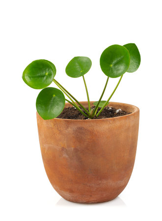 Pilea isolated on white background.の写真素材