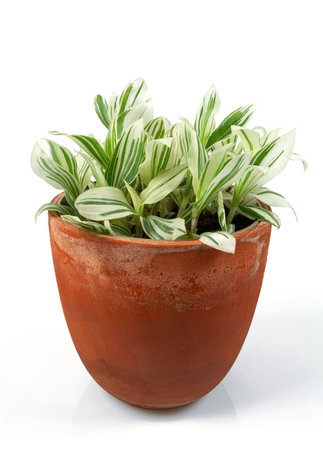 Varigated Tradescantia in a ceramic pot isolated on white background.の写真素材