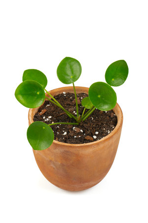Pilea isolated on white background.の写真素材
