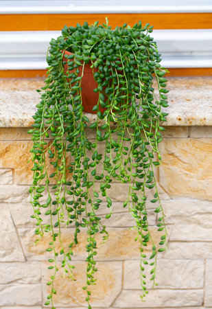 Pearl of strings plant growingの写真素材