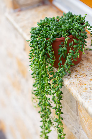 Pearl of strings plant growingの写真素材