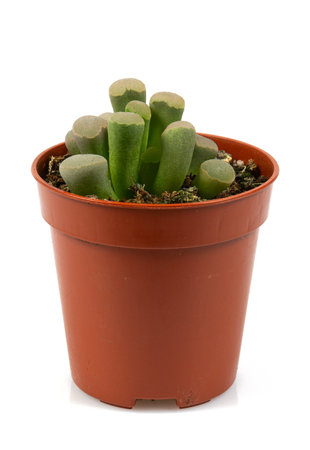 Frithia pulchra 'baby toes' Succulent , cactus plant isolated on white backgroundの写真素材
