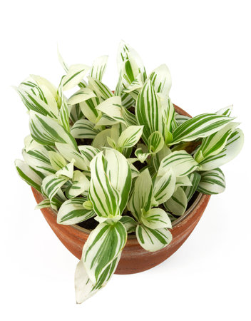 Varigated Tradescantia in a ceramic pot isolated on white background.の写真素材