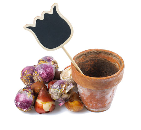 Tulip and hyacinth bulbs, textured ceramic  pot isolated on white background.の写真素材