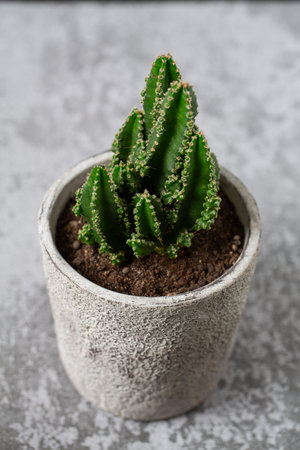 cactus in a stone pot on stone surfaceの写真素材