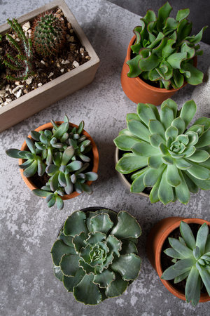 variety of succulent plants on grey surface. Empty space for your text.の写真素材