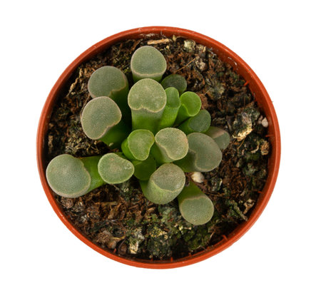 Frithia pulchra 'baby toes' Succulent , cactus plant isolated on white background