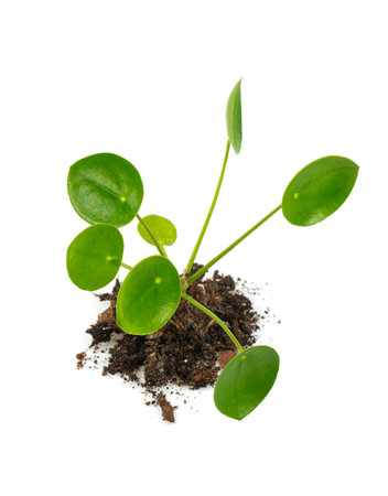 Pilea isolated on white background.の写真素材