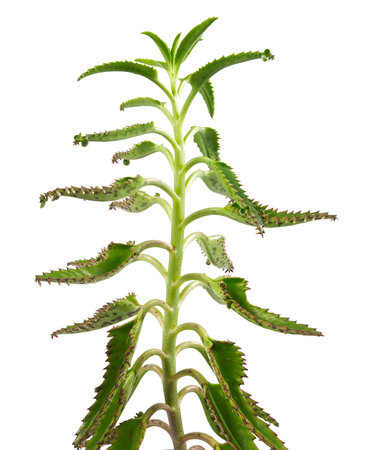 Mother of Millions house plant with pups isolated on white background.の写真素材