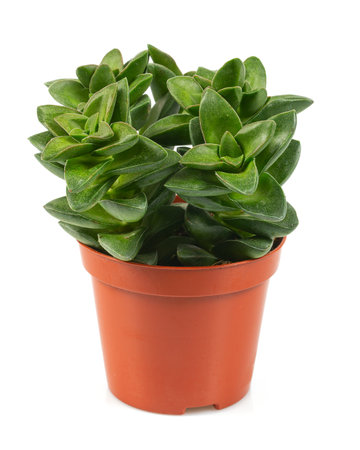 Crassula springtime in a plastic pot isolated on white backgorund.の写真素材