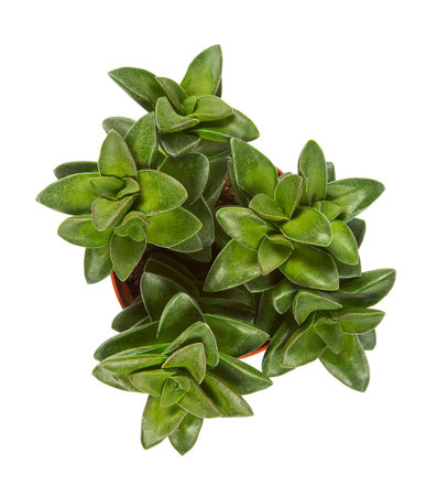 Crassula springtime in a plastic pot isolated on white backgorund.の写真素材