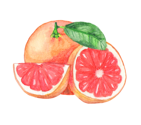 watercolor red grapefruitの写真素材