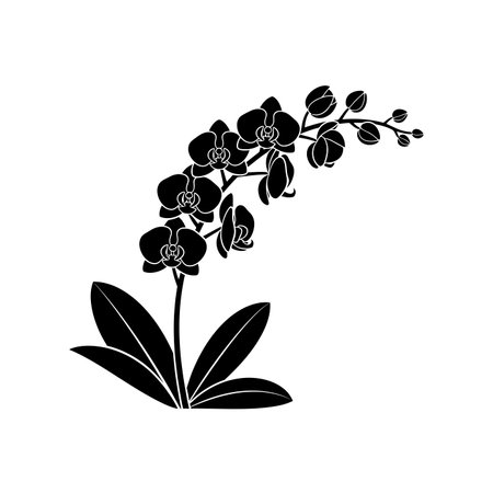 Black and white illustration of an orchid flower with multiple blooms and leaves, isolated on a clean white background.のイラスト素材