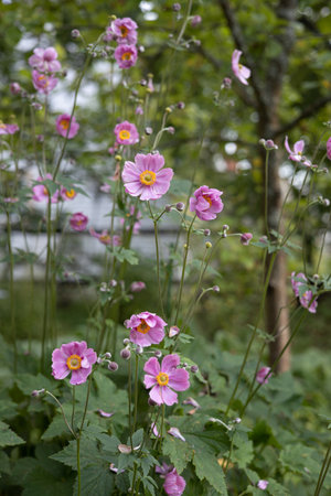 Flowers of Japanese Anemone or Grapeleaf Anemone in the symmer garden. anemone. Anemone hupehensis plants in bloom. Pink garden plant. Ranunculaceae family.の写真素材
