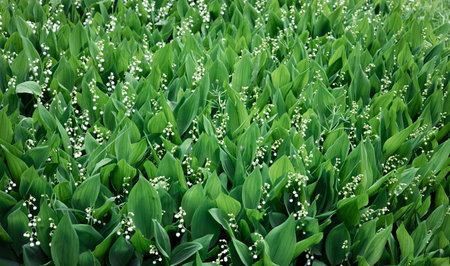 Blooming lily of the valley flowers in clearing in the forest. Natural background with blooming lilies of the valley. Dizzying aroma. Selective focus. Summer.の写真素材