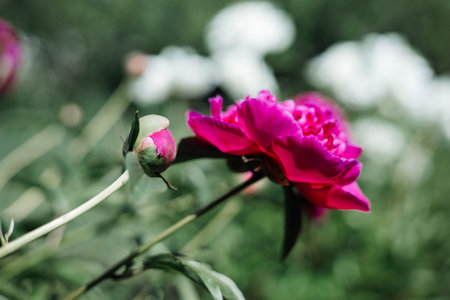 Beautiful peony flowers in the garden. Selective focus.の写真素材