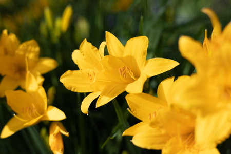 Yellow and orange daylily garden flowers growing under sunlight. Daylily Hemerocallis or Zephyranthes or Stella D'Oro Reblooming Daylily flower close up.の写真素材