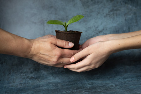 Close up of two hands holding a small green plant in a potの写真素材