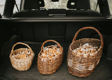 Wicker baskets with mushrooms in car trunk, closeup. Harvesting seasonの写真素材