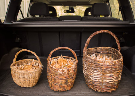 Basket of chanterelle mushrooms in the trunk of a carの写真素材