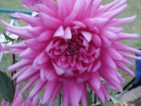 Pink Dahliaの写真素材