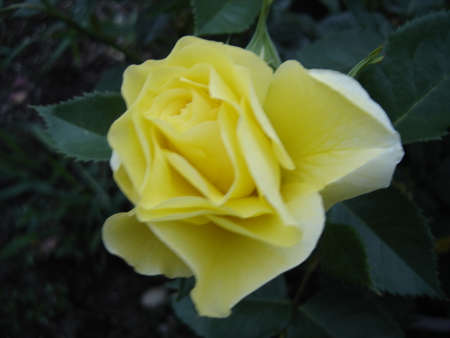 Yellow Rose の写真素材