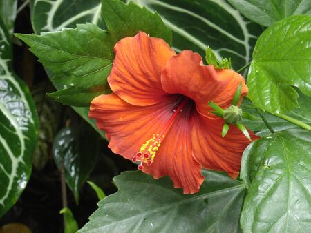 Orange Trumpet Vine Flowerの写真素材