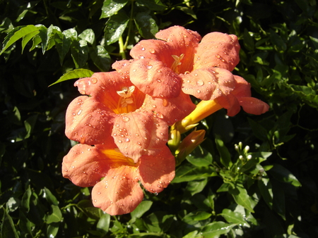 Peach Trumpet Vine Flowerの写真素材