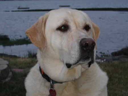 Golden Labの写真素材