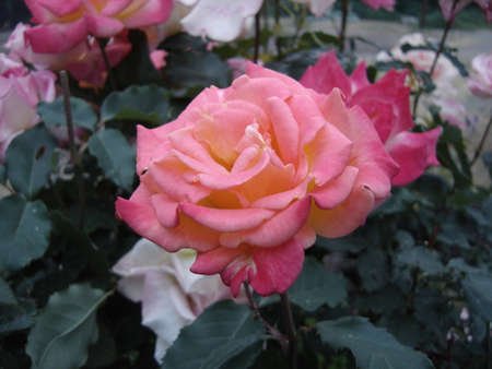 Pink Rose Bushの写真素材