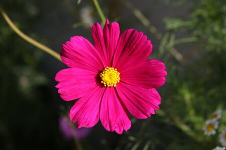 Single Cosmosの写真素材