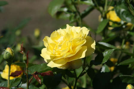 Yellow Rose Bushの写真素材