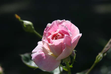Pink Roseの写真素材