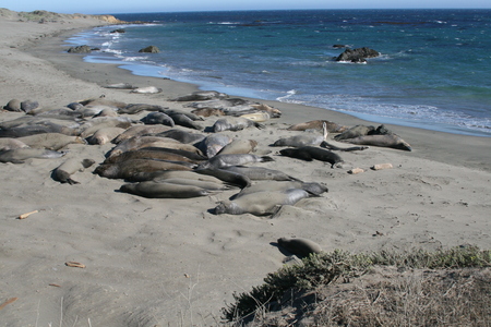 Elephant Seal beach on California coastの写真素材