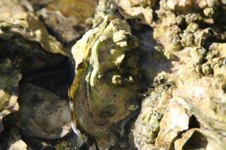 oyster clusterの写真素材